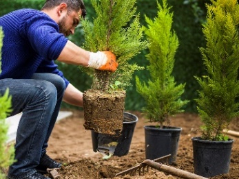A person planting tree saplings in a public place.