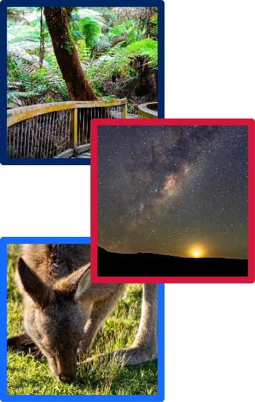 A montage including images of a forest, a starry night sky, and a wallaby eating grass.