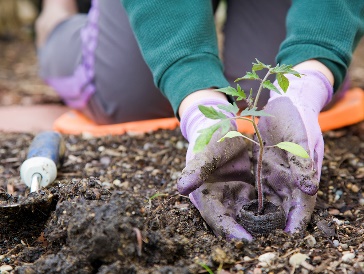 A person planting a seedling into a garden.