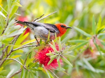 A native bird in a native tree.