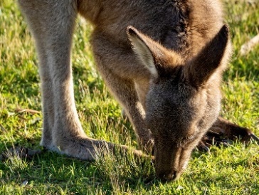 A wallaby eating grass.